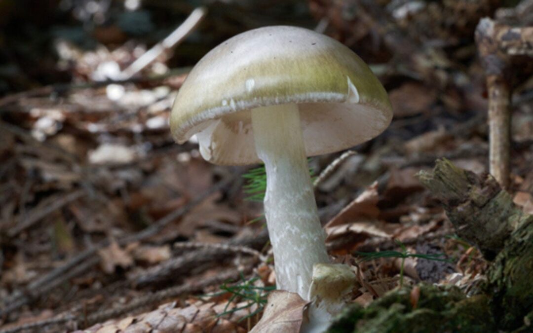 California health officials issue urgent warning to mushroom foragers after deadly poisoning outbreak